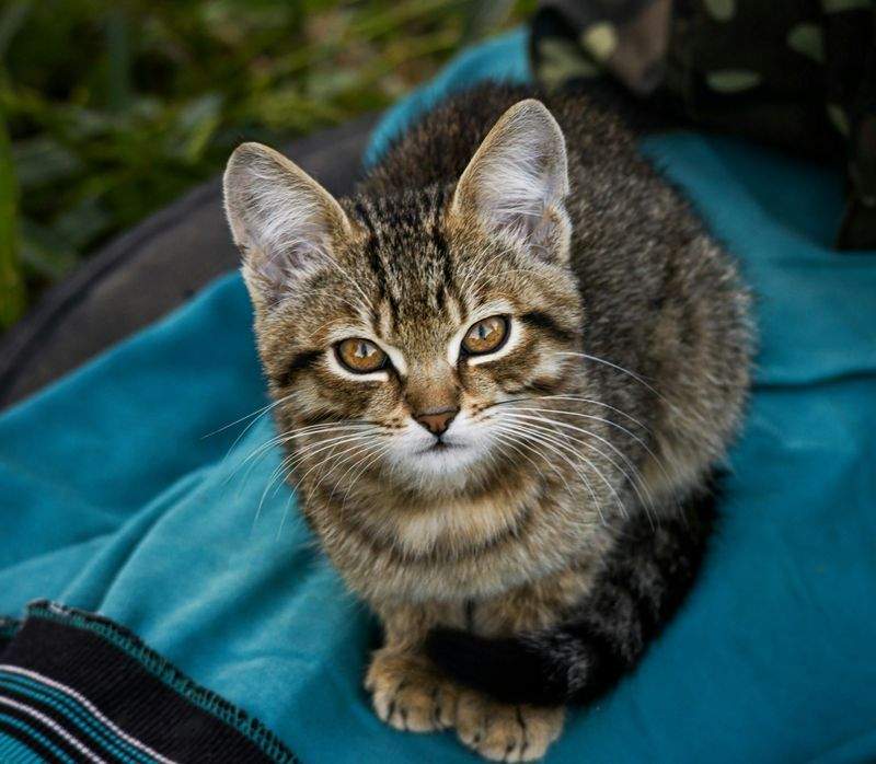 ねこやど保護シェルター 15